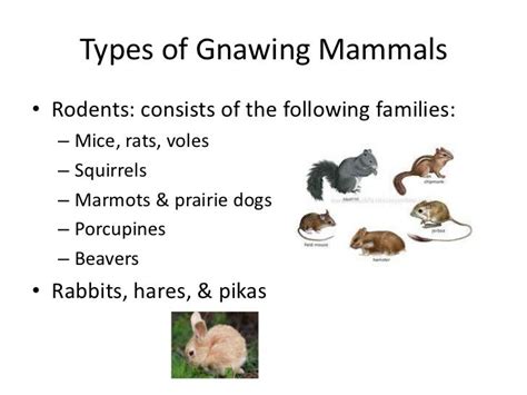 Figgerits Gnawing mammal Answer .